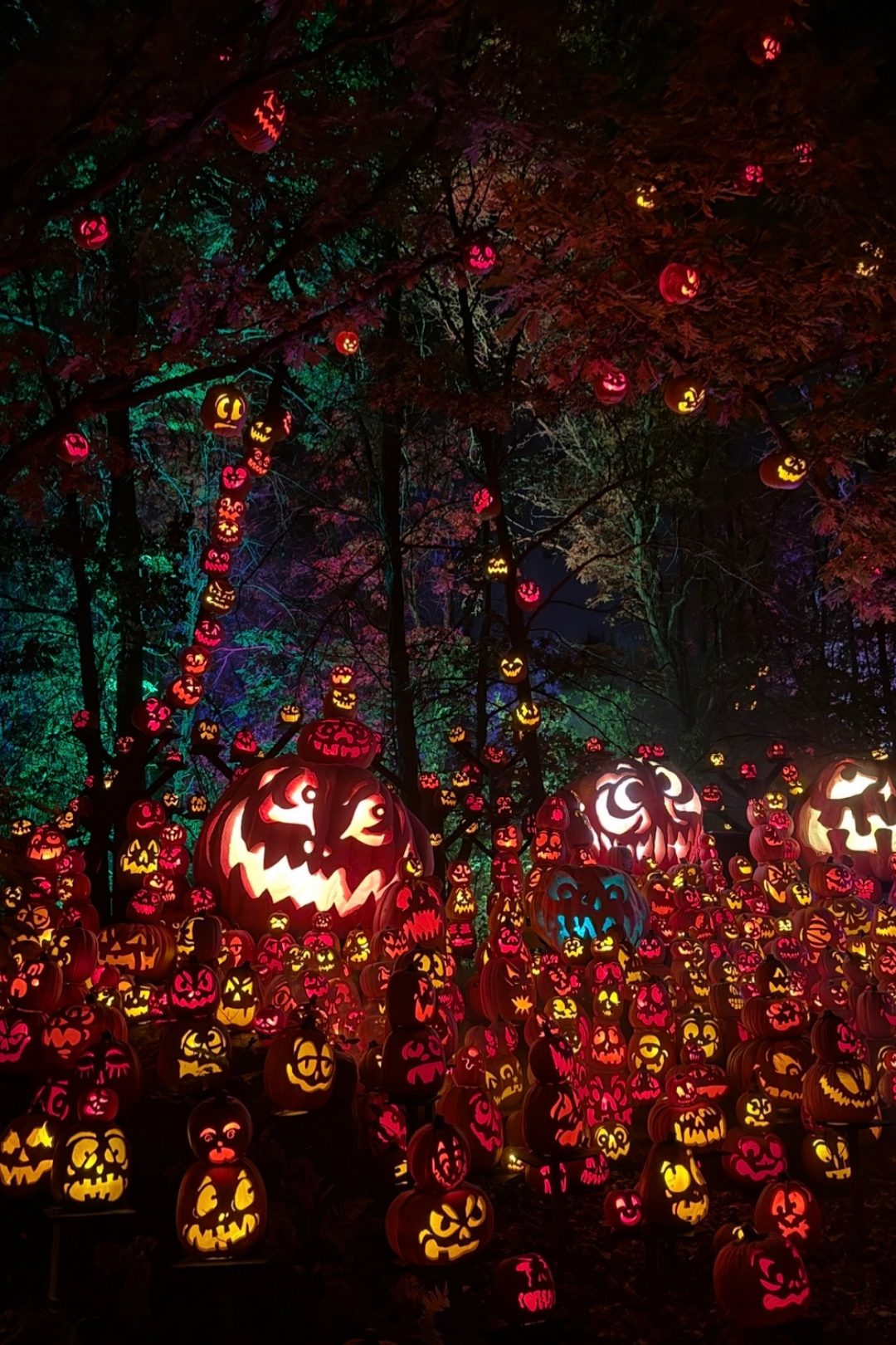 Hundreds of carved pumpkins with lights captured in a night-time setting.
